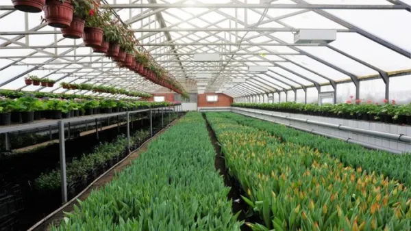 Ферма цветов, фото 3