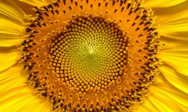 Подсолнушек (природоведение и краведение), фото 1