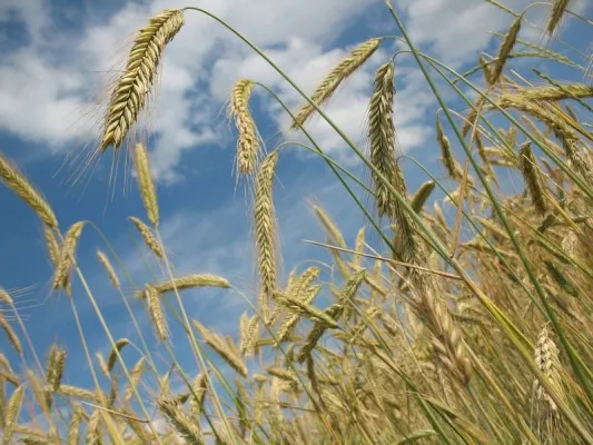 Эколого-краеведческий кружок «Родной край»